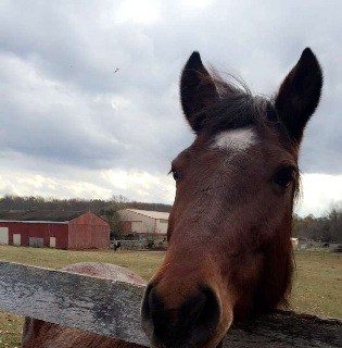 Farmland protection status granted to horse farm in&nbsp;Monroe