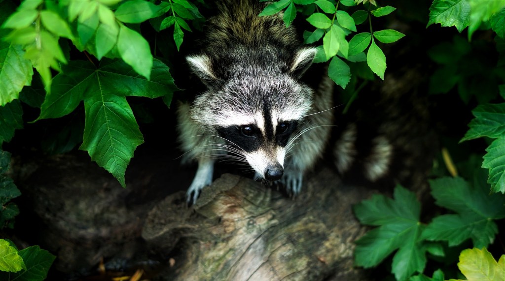 East Brunswick rabies case is fifth confirmed in Middlesex County in&nbsp;2018